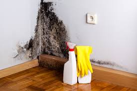 Why You Should Choose Our Mold Remediation Services in Riverview Park, PA